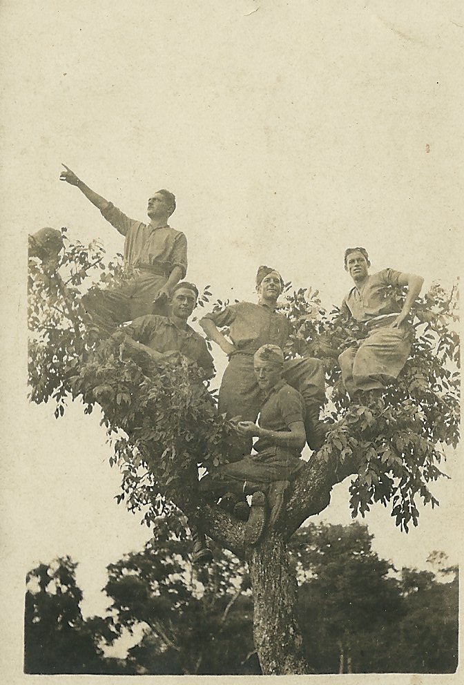 Guglielmi Angelo Adamo sull'albero, (quello più in basso), 13.12.1936 - recto